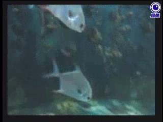 46人游泳突遇食人魚攻擊「血肉模糊」！急救包不夠用他「這裡」斷了