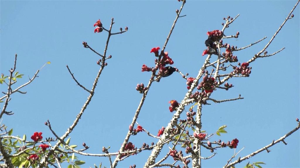 候鳥如何飛越大半個地球遷徙？　鳥類學家安裝「無線遠測器」解開謎團