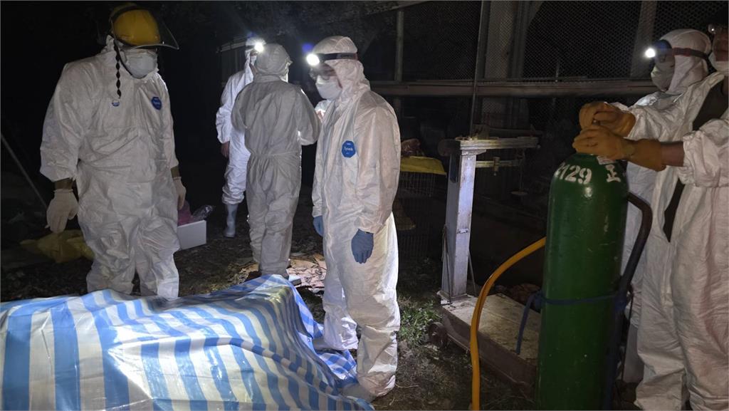 快新聞／8年來首見！桃園驚傳爆發H5N1　急撲殺2500隻珍珠雞