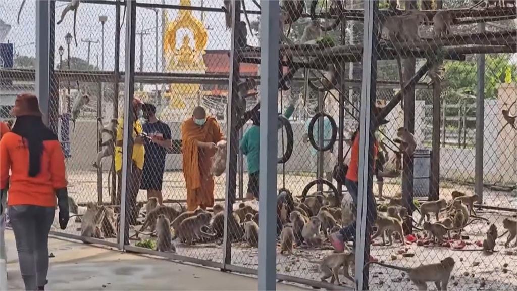 泰國華富里200潑猴大逃獄 闖住家佔領警局