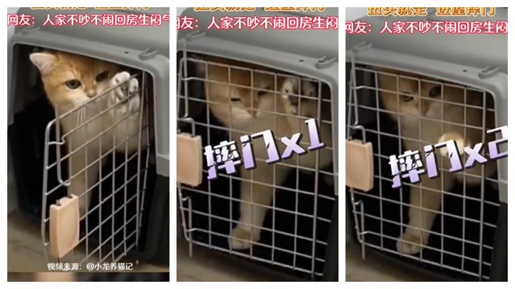 被大膽奴才數落幾句 英短貓氣噗噗「摔門躲房」網笑翻:像我家逆子