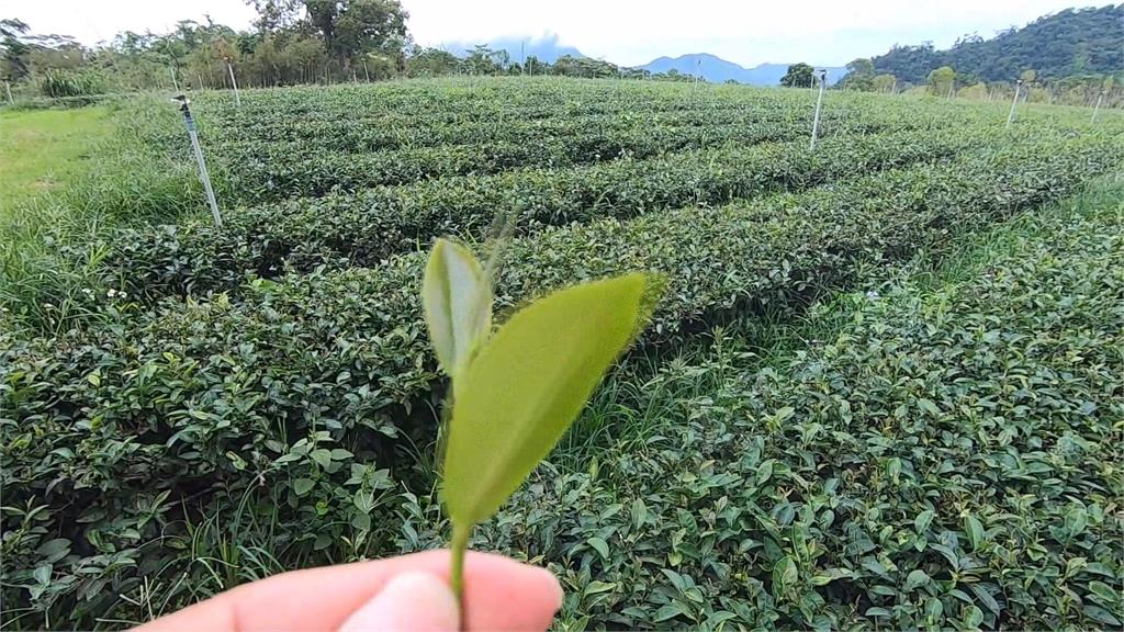 國宴菜色陸續曝光　台東50年歷史茶園「紅烏龍」入選