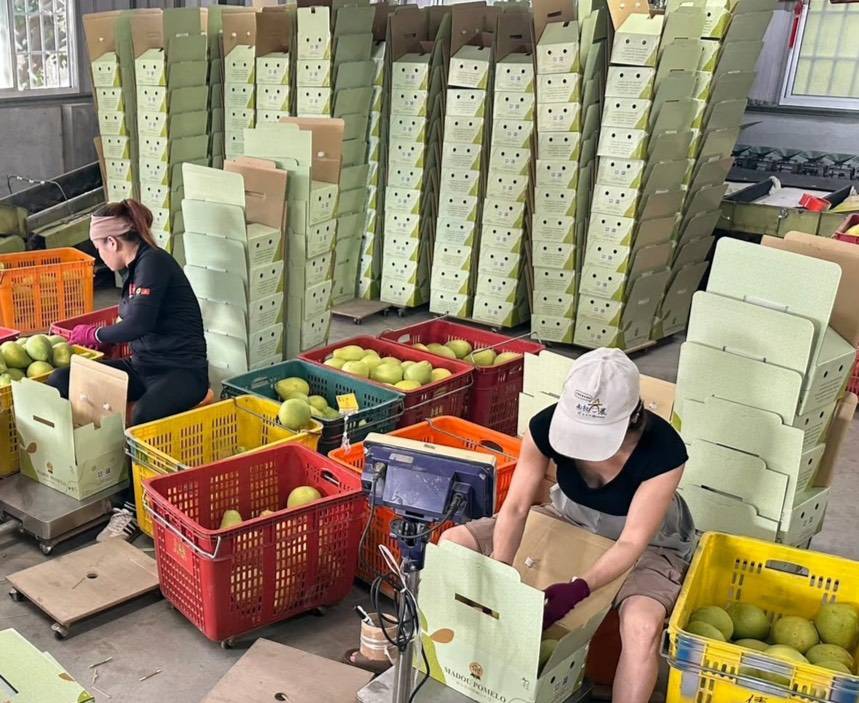 全國首櫃文旦外銷新加坡 黃偉哲:台南品質受星國肯定