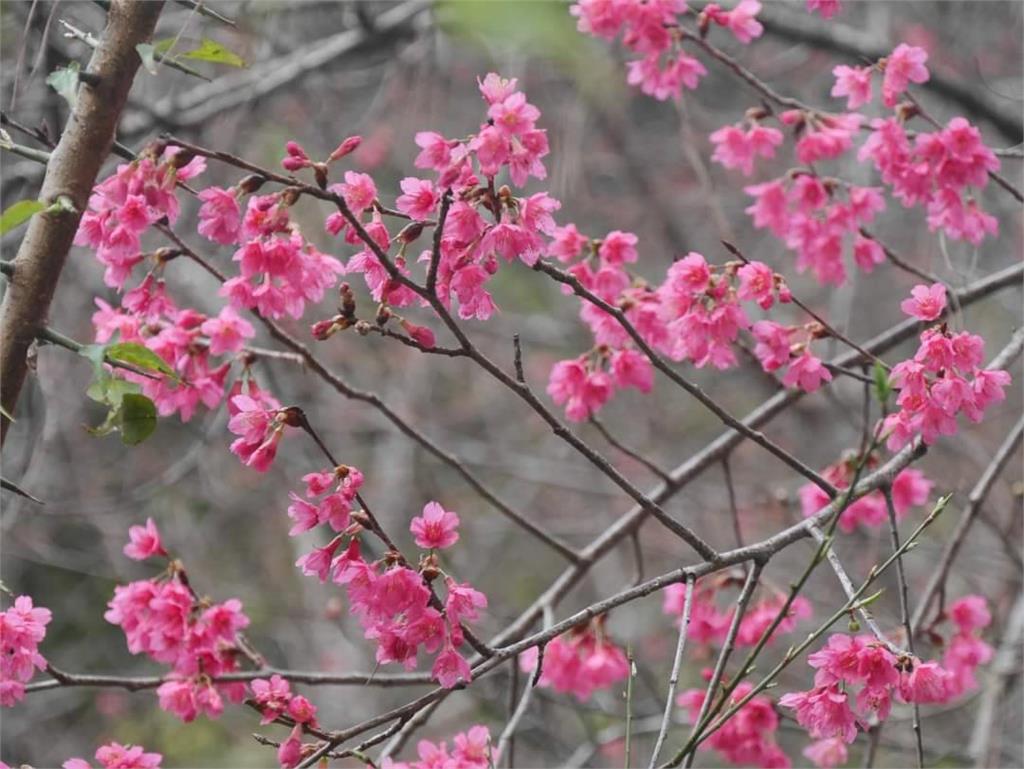 台東南橫櫻花盛開　花朵綻放美景如詩如畫