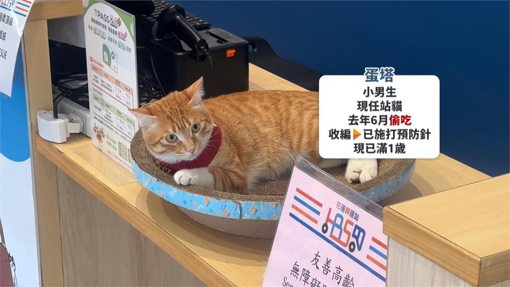 大橘為重！花蓮轉運站魚條被偷吃　小橘貓「蛋塔」被收編入職當站長