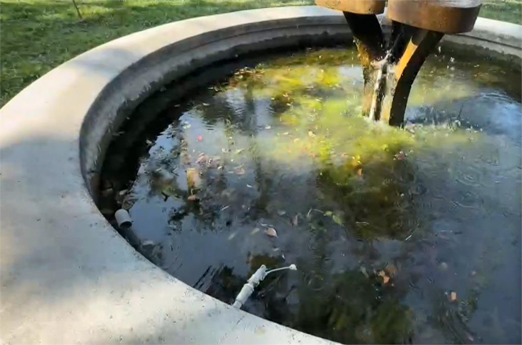 要去「霍格華茲」? 貓頭鷹掉入南女生態池 吹毛模樣萌翻