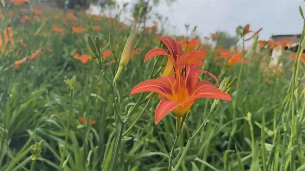 嘉義縣迎上千棵花旗木綻放! 整片粉色花海吸遊客賞花