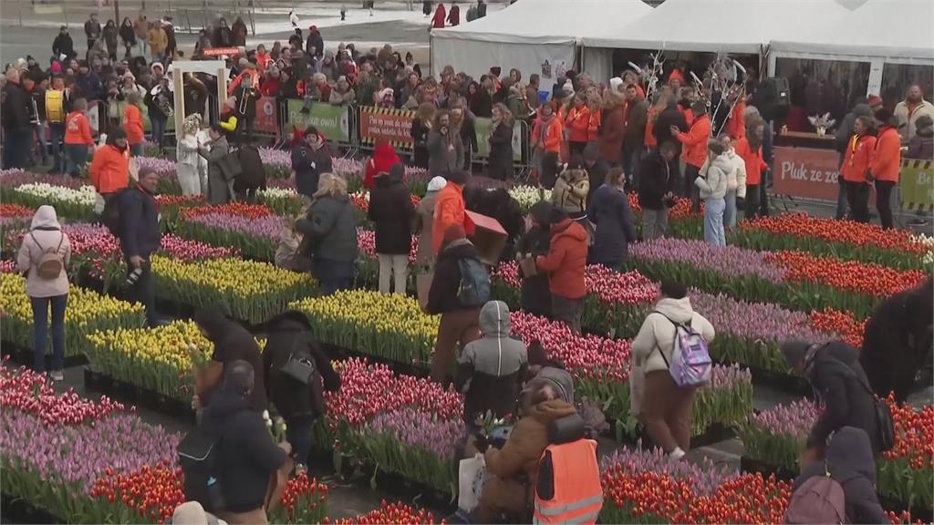 荷蘭進入鬱金香季！　２０萬朵鬱金香排滿廣場吸引大批觀光客