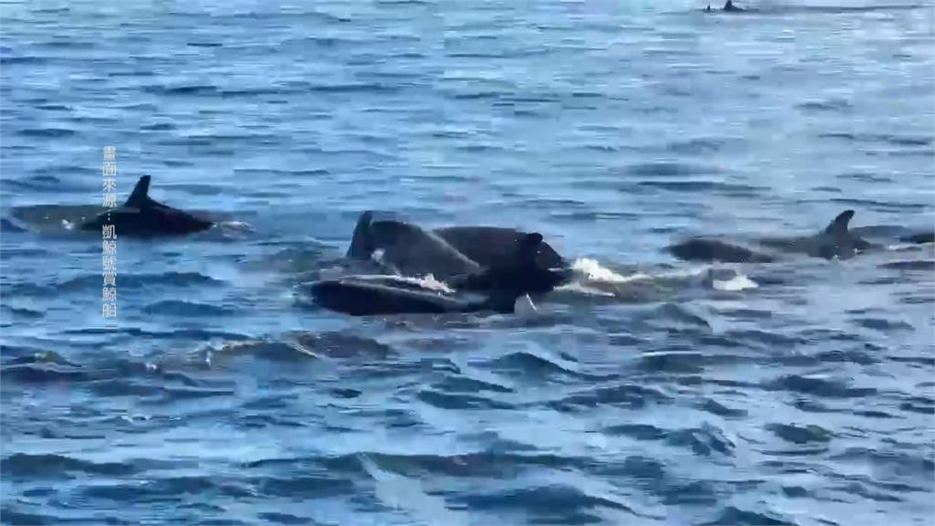 罕見！宜蘭海域「百隻偽虎鯨」集體出沒　賞鯨船遊客樂瘋