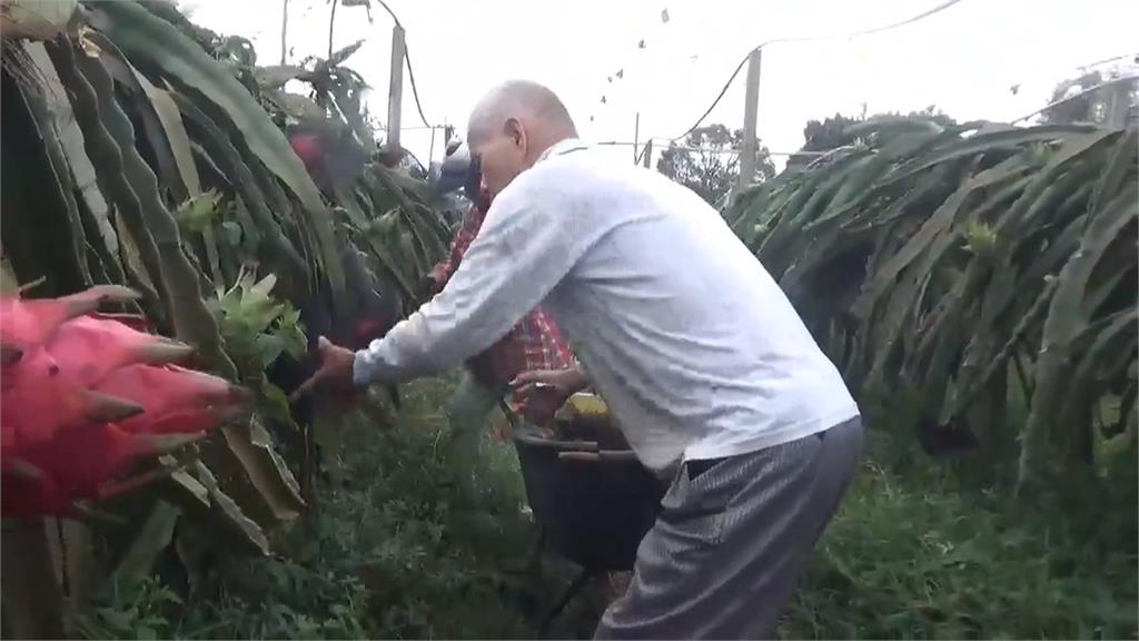 颱風衝擊農產！　彰化果農趕採收扭傷　苗栗杭菊開花率估剩4成