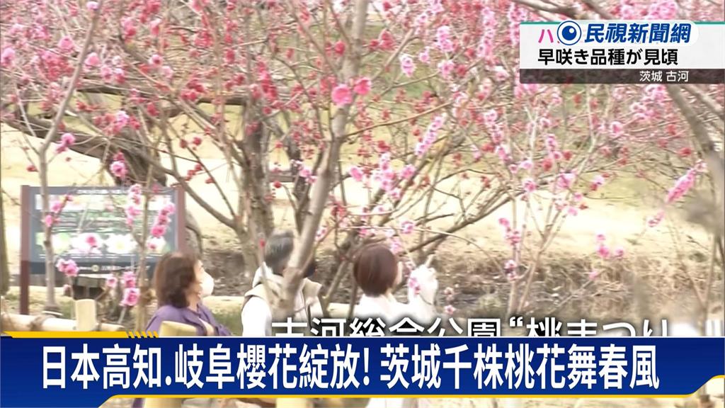 日本高知、岐阜櫻花綻放 茨城千株桃花舞春風