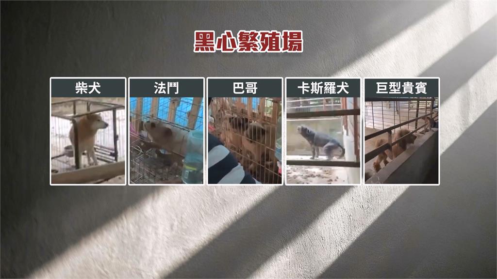 嘉義水上犬隻繁殖場遭爆黑心養殖　63隻品種犬全數沒入