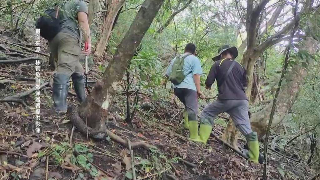 默默守護整片林木　森林護管員守護台灣山林