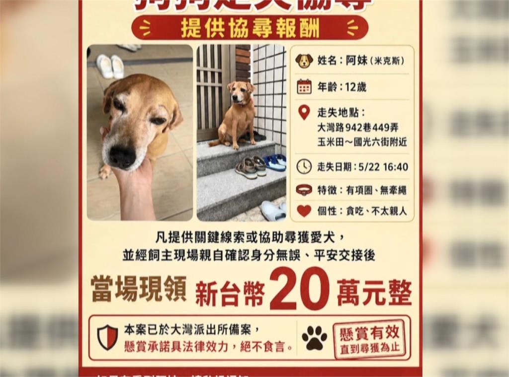 重金２０萬懸賞！　台南米克斯「阿妹」走失、飼主急尋
