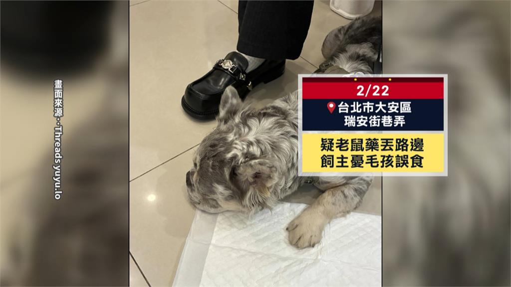 隱形殺手! 愛犬散步「誤食滅鼠藥」 飼主急尋獸醫催吐