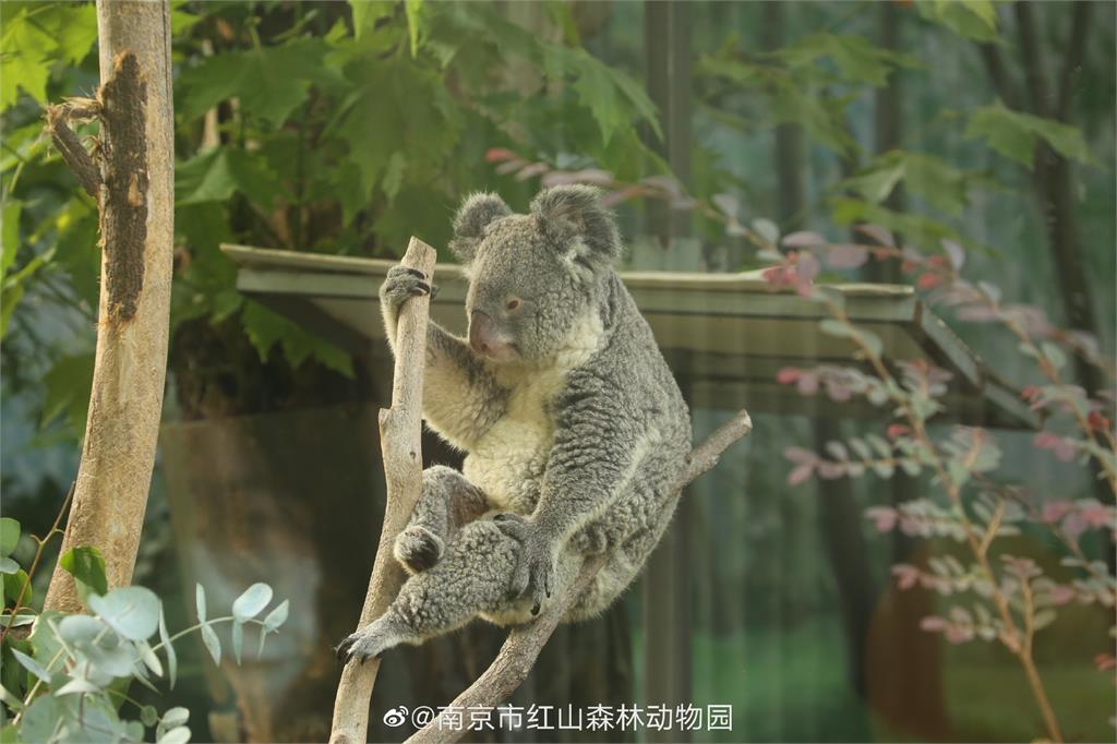 南京動物園缺錢！無尾熊、猩猩當直播主賣萌自救　抖內收入超驚人