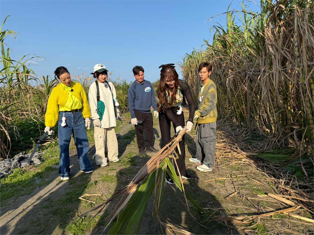 《綜藝新時代》「甜美大隻馬」短今比阿翔還勇猛!一個人扛起整綑甘蔗