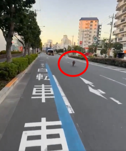 東京街頭驚見「野豬狂奔亂竄」嚇壞路人!專家曝豬心聲:牠看到人也嚇得要死
