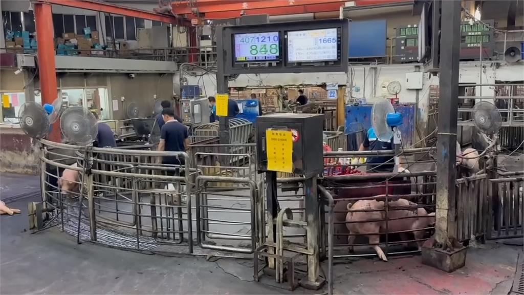 聞疫色變!雲林為「養豬最大縣」  張麗善強調:6年前禁餵廚餘