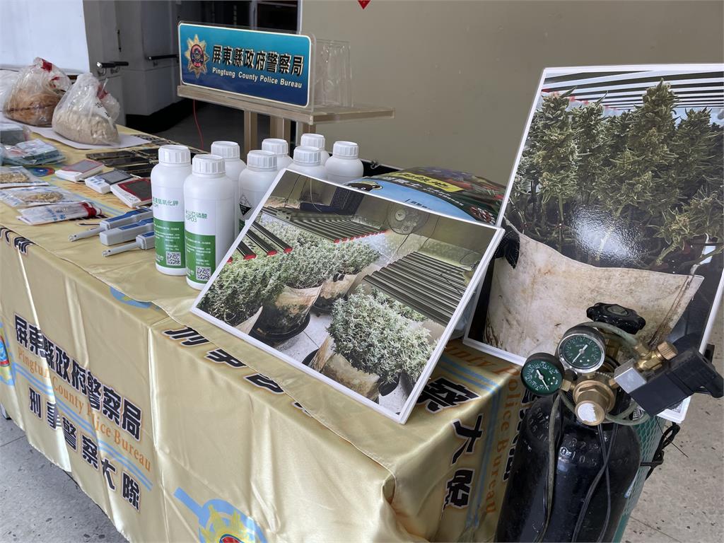 快新聞/自創「矮化技術」增產市價逾10億 警破獲藏身社區大麻工廠