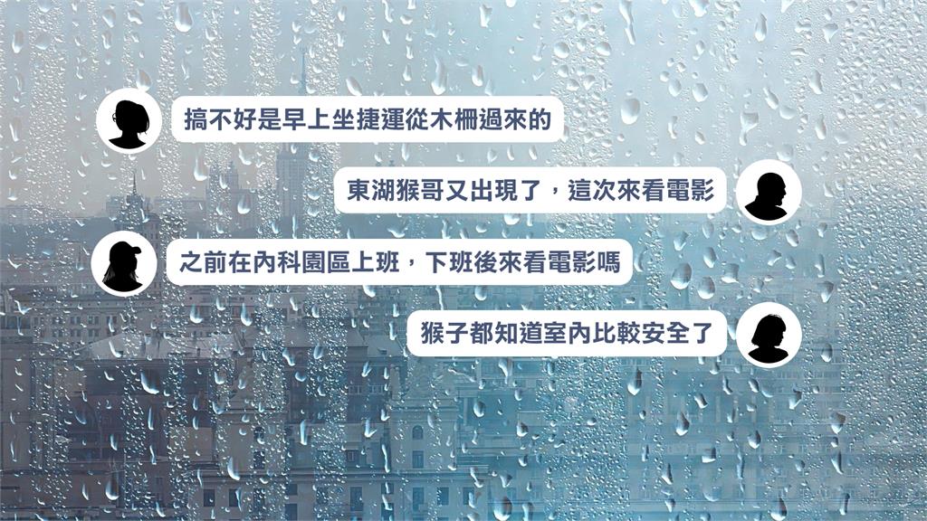 東湖猴哥出沒! 雨天不爬山改看電影 影城躲雨模樣網笑翻