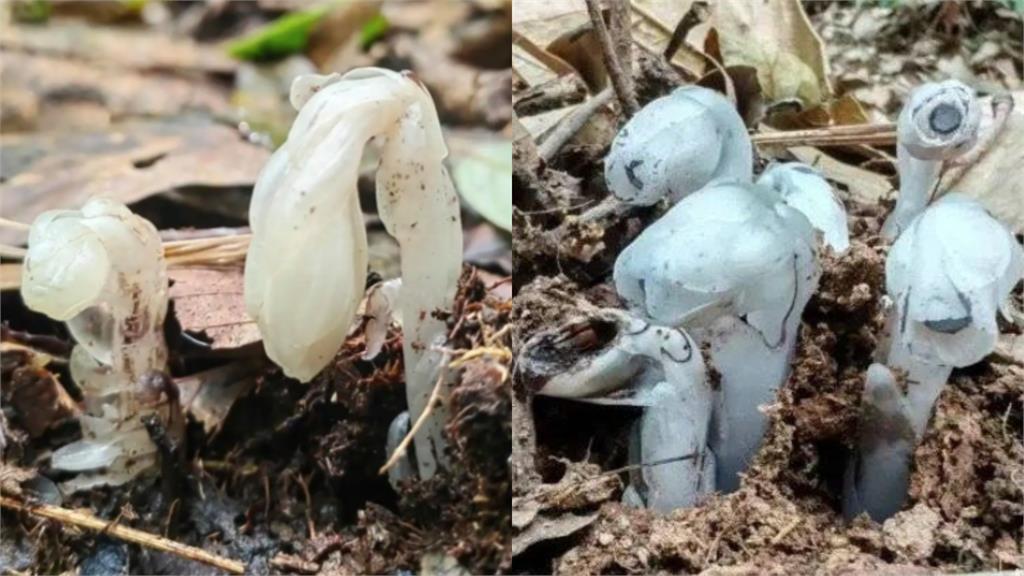 哀牢山發現「7株冥界之花」 每年僅露出地表現身40天專家:又驚又喜!