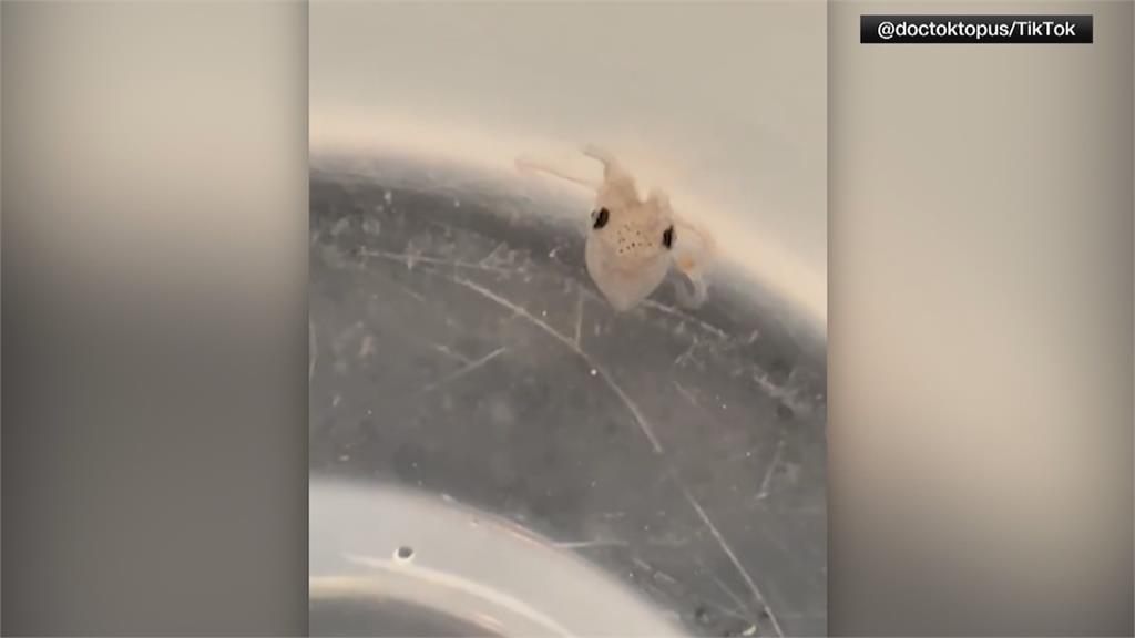 美國男童養章魚當寵物 竟一口氣 「狂生50隻寶寶」