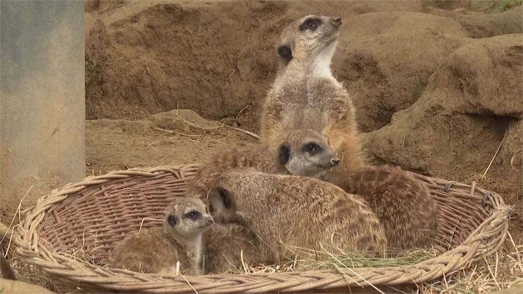 超萌！德國科隆動物園　三隻小狐獴誕生
