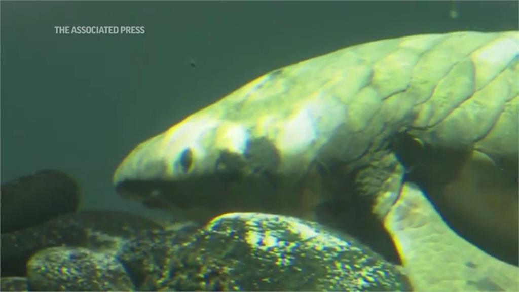 世界「最老觀賞魚」至少92歲 二戰以前就住進舊金山水族館