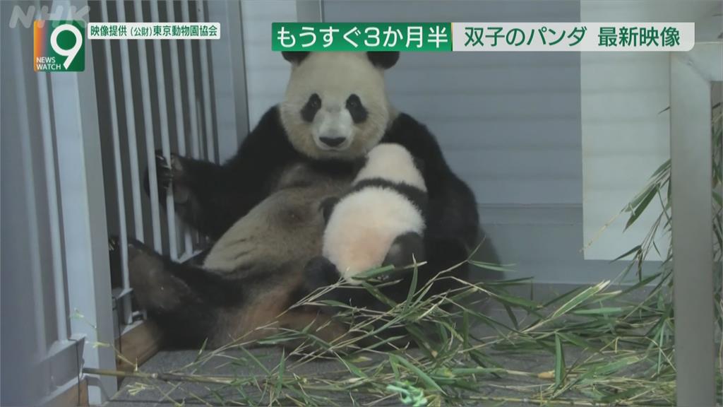 上野貓熊雙胞胎出生3個半月　商店街周邊搶商機