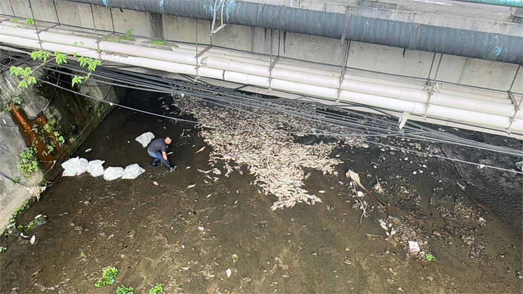 疑高溫水中溶氧量不足！　基隆鶯歌溪近萬尾魚暴斃