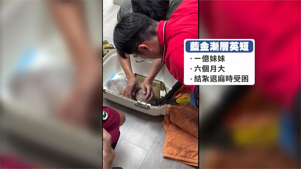 「卡頭的貓」獲救了　帥哥消防員神救援讓貓成功脫困