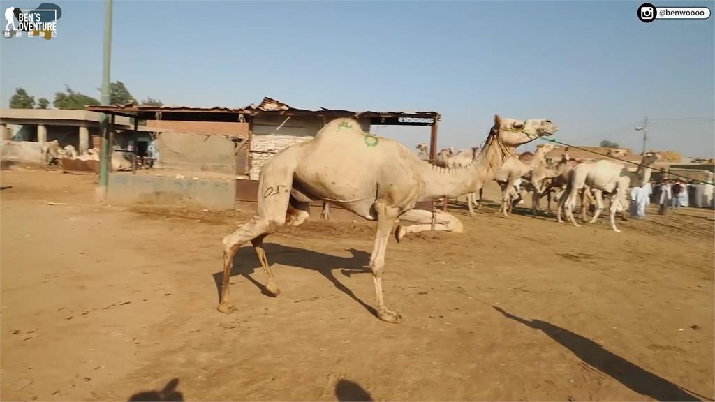 震撼畫面曝光！台男直擊埃及最大駱駝交易市場　網友驚喊：動物地獄