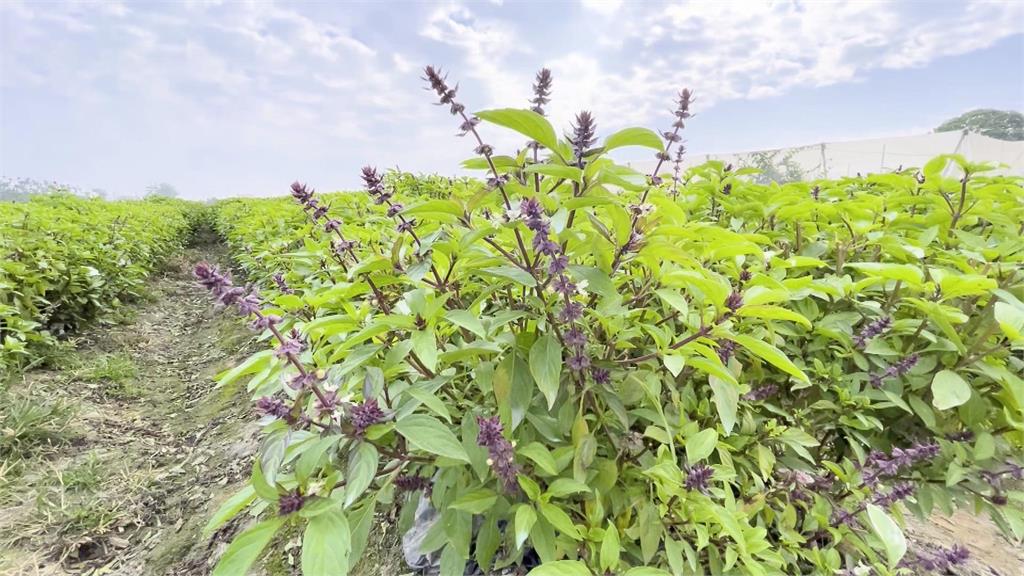 屏東九層塔女王! 種植羅勒28年 用途發揮到極致