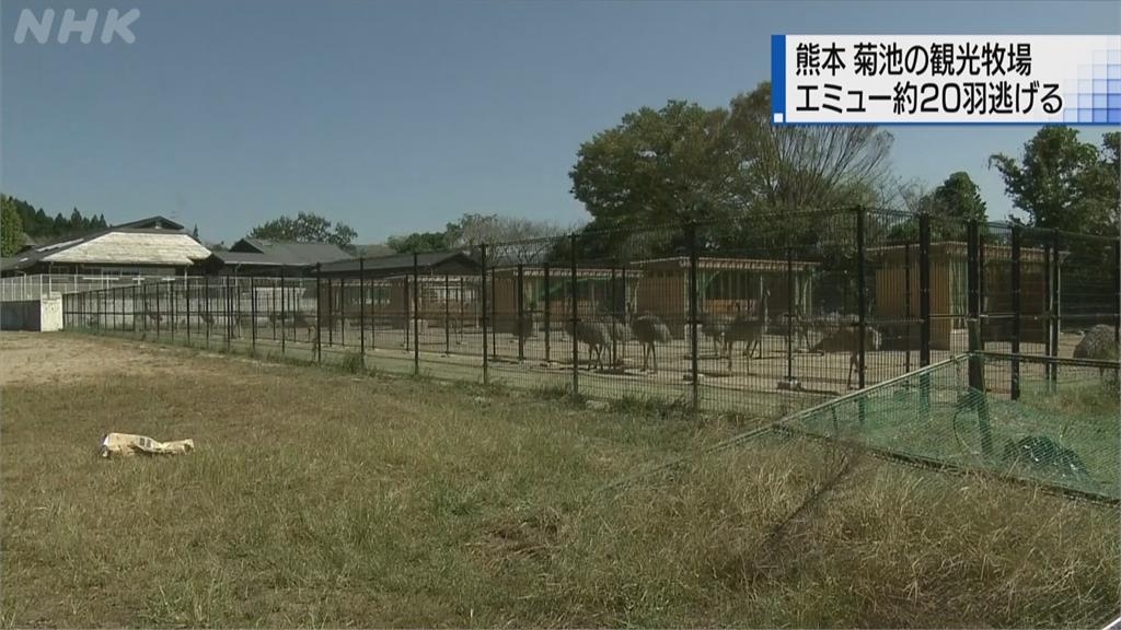 熊本牧場54隻鴯鶓集體落跑　10多隻下落不明