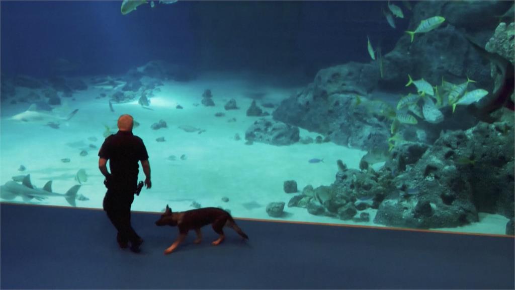 丹麥警犬新課程! 訓練師帶幼犬到水族館熟悉人群