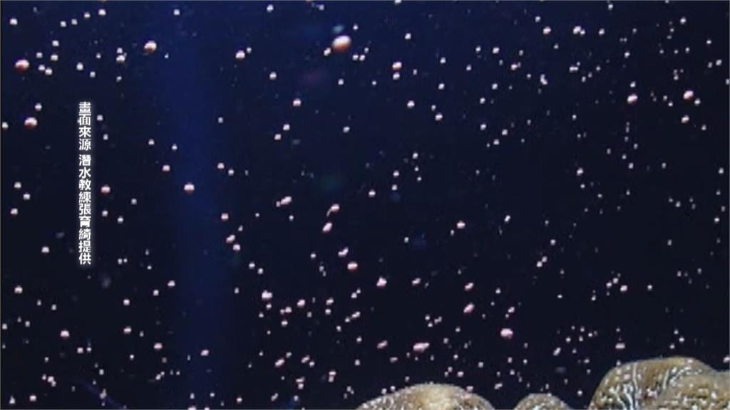 珊瑚產卵季開始 墾丁漆黑海底變粉紅色星空