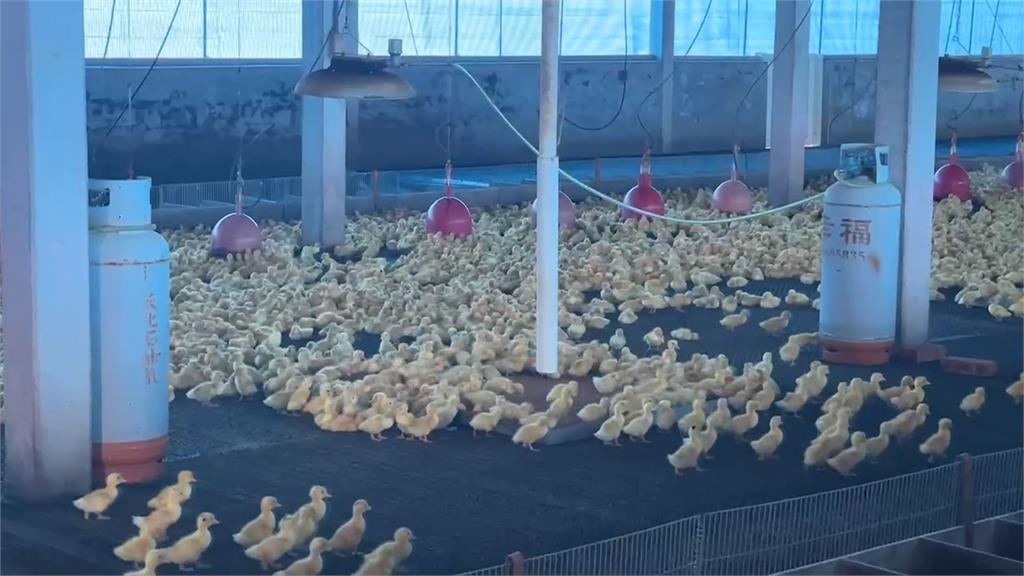 替動物裝設瓦斯燈具保暖 2天用掉8至10桶瓦斯