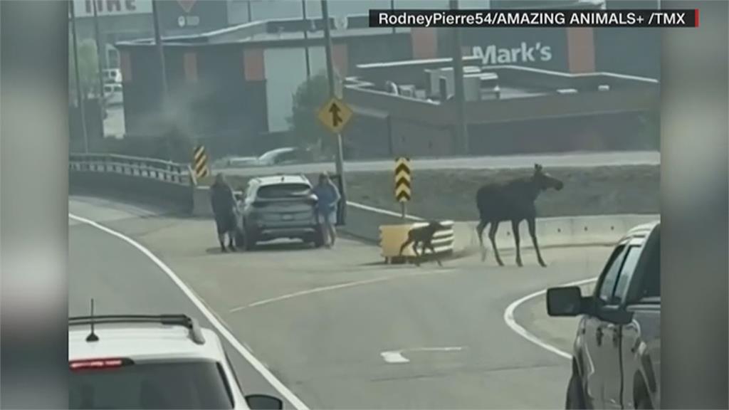 駝鹿寶寶跨不過公路分隔欄　民眾停下車輛加油打氣