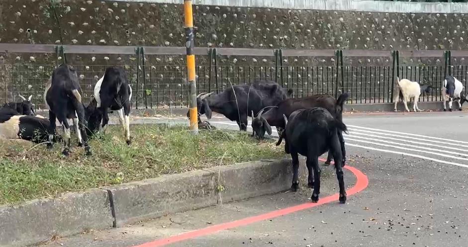 南投驚見「羊群」霸路吃草　疑同位飼主「二度放羊」