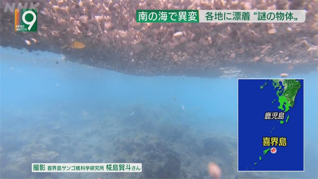 誤吞海底火山浮石....　沖繩逾200條養殖魚暴斃