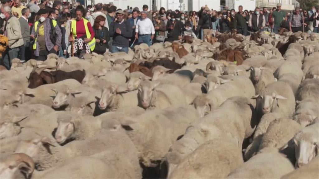 叮叮噹！　上千羊群帶鈴鐺逛街　西班牙馬路「大塞羊」