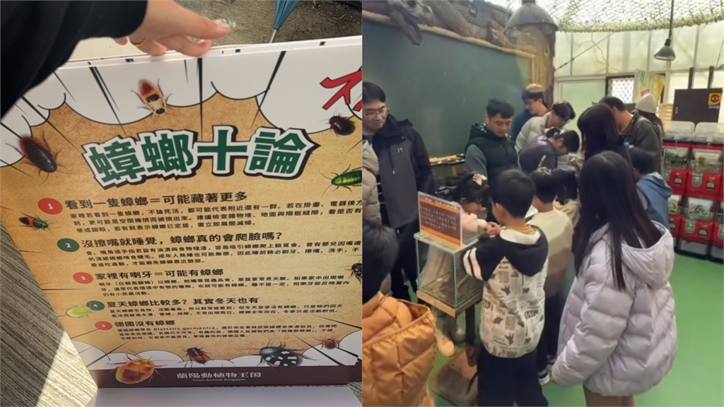 蘭陽植物王國推「世界蟑螂特展」　網嚇壞喊：聽見媽媽的尖叫聲！