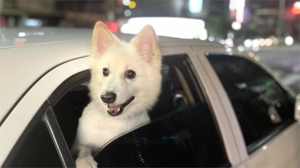 娃娃車迴轉輾斃愛犬　飼主控園方拖延處理