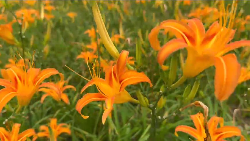 台東太麻里金針山花季登場 背風面花海盛開迎遊客