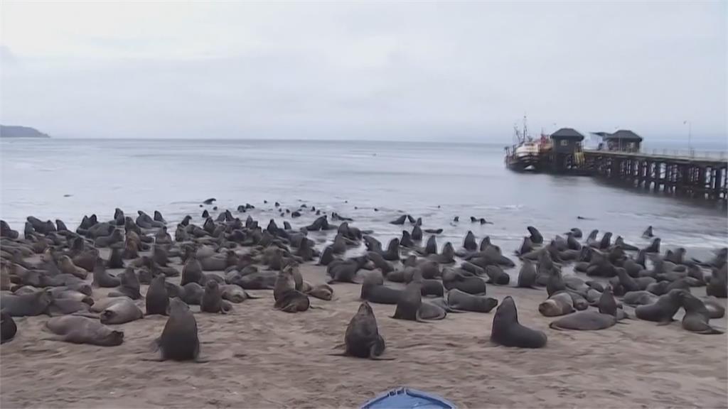 智利漁民抗議意外「幫手」　數頭巨大海獅攔路擋警車