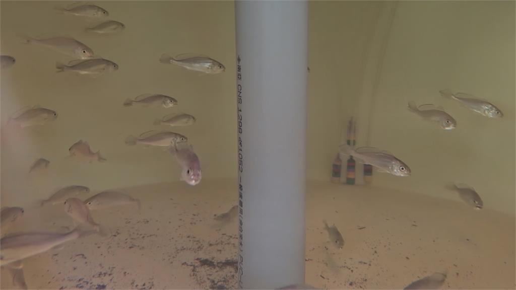 農業部水試所成功培育「月子魚」幼苗 世界首批流放海中增種源