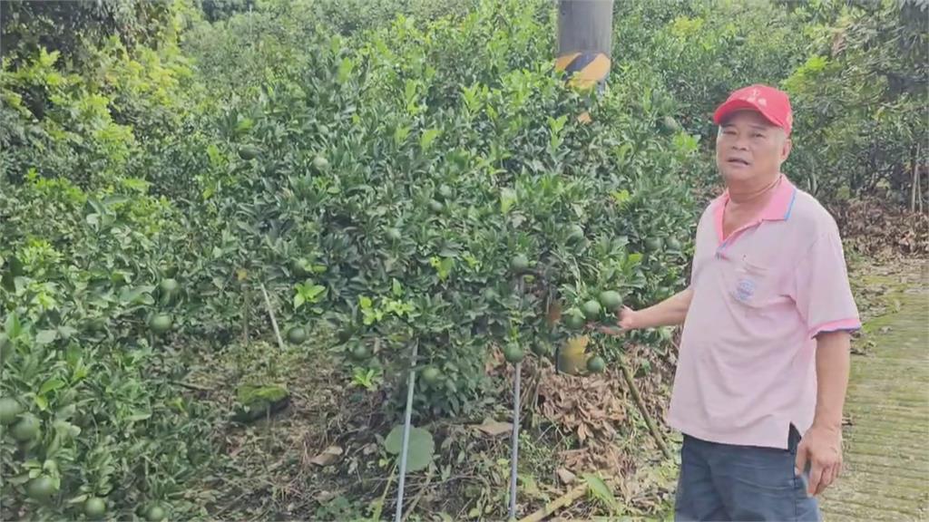 颱風進逼「青皮椪柑」還沒熟無法搶收 台南果農無奈:聽天由命