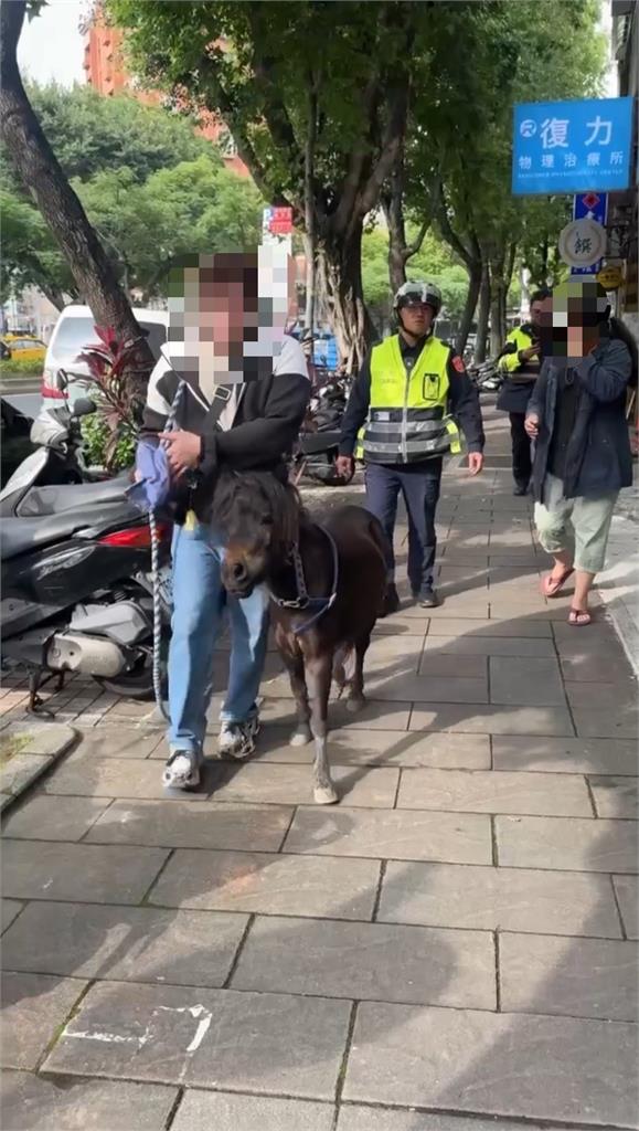 快新聞／北投奇景！驚見「迷你馬」過馬路　飼主下場慘了「恐吞600元罰單」