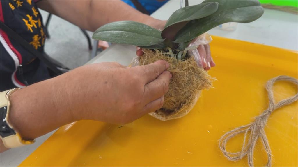 茭白筍殼新生！　製成「纖維球」搶攻綠意商機